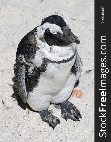 Juvenile pre-moult African Penguin Spheniscus demersus at Boulders Beach, Simonstown, Cape Town, Western Cape, South Africa. Juvenile pre-moult African Penguin Spheniscus demersus at Boulders Beach, Simonstown, Cape Town, Western Cape, South Africa