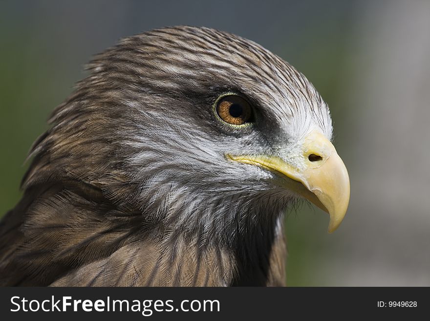 The Yellow-billed Kite Milvus aegyptius, a Southern African bird of prey