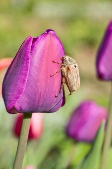 The Bug And A Tulip Stock Image The Bug And A Tulip Stock Image