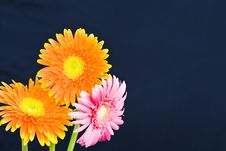 Orange Daisy Stock Image Orange Daisy Stock Image
