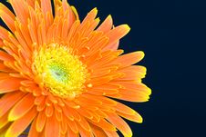 Orange Daisy Royalty Free Stock Photos Orange Daisy Royalty Free Stock Photos