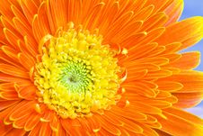 Orange Daisy Stock Image Orange Daisy Stock Image