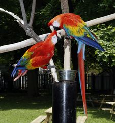 Parrots In Love Royalty Free Stock Images Parrots In Love Royalty Free Stock Images