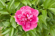 Peony Flower Royalty Free Stock Photo Peony Flower Royalty Free Stock Photo