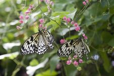 Rice Paper Butterfly Royalty Free Stock Photography