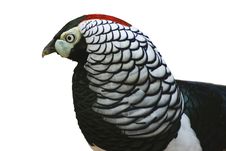 Pheasant Royalty Free Stock Photo Pheasant Royalty Free Stock Photo