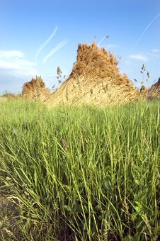Mass Of Reed Stock Photography Mass Of Reed Stock Photography