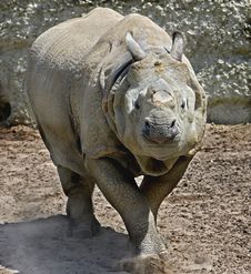 Great Indian Rhinoceros 3 Stock Photography