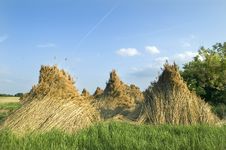 Mass Of Reed Royalty Free Stock Image Mass Of Reed Royalty Free Stock Image