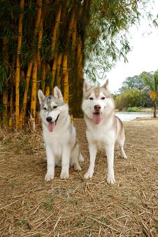 Two Huskies Sitting Stock Photo