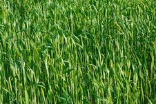 Green Ear Wheat Royalty Free Stock Photography