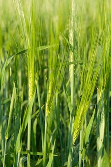 Green Ear Wheat Stock Image