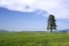 Lone Pine Tree In Farm Field. Stock Photography