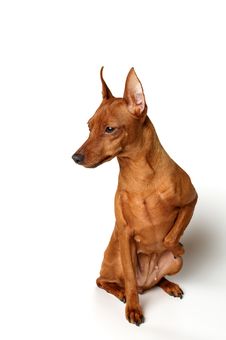 Red Miniature Pinscher On White Background Royalty Free Stock Images Red Miniature Pinscher On White Background Royalty Free Stock Images