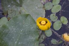 A Water Lily Among Lilypads. Stock Photos