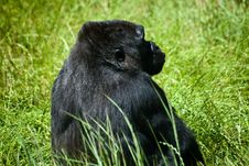 Gorilla Royalty Free Stock Images