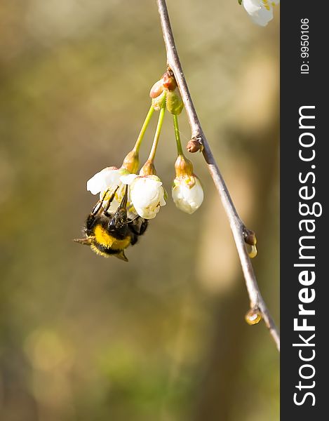 Large bumblebee collecting pollen on a flower apple-tree