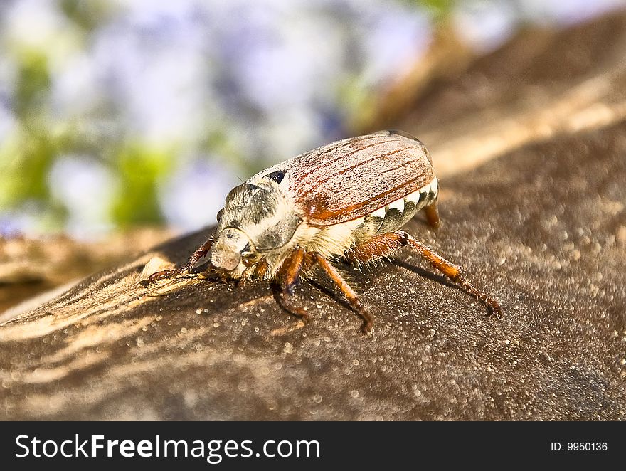 The beautiful large may-bug creeping on a tree trunk