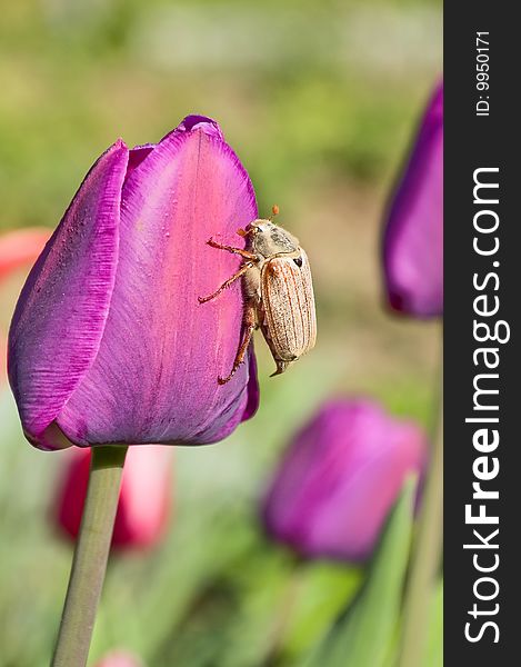 The may-bug creeping on a beautiful flower of a red tulip. The may-bug creeping on a beautiful flower of a red tulip