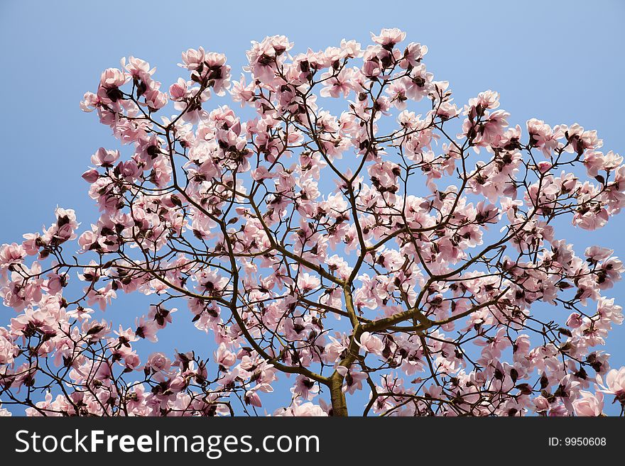 Texture of magnolia flowers in background of blue sky. Texture of magnolia flowers in background of blue sky