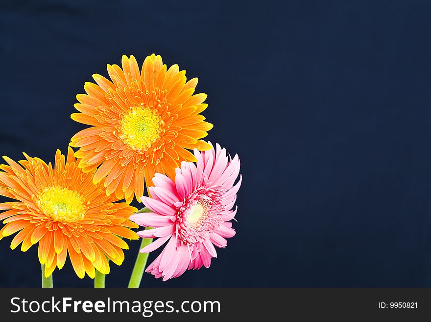 Orange daisy on black background