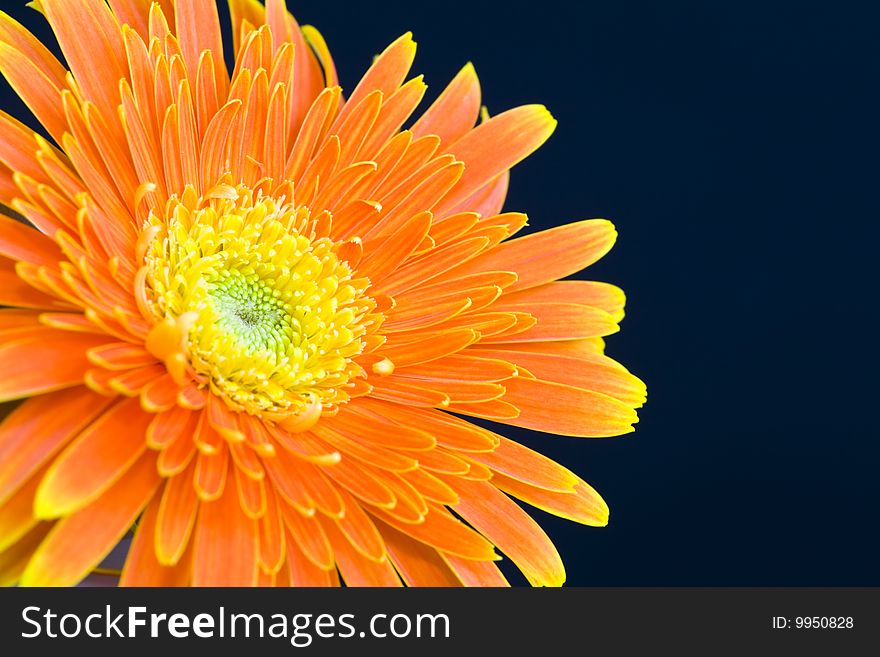 Orange daisy on black background