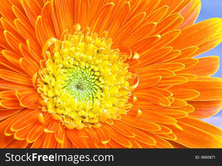 Orange daisy on clear background