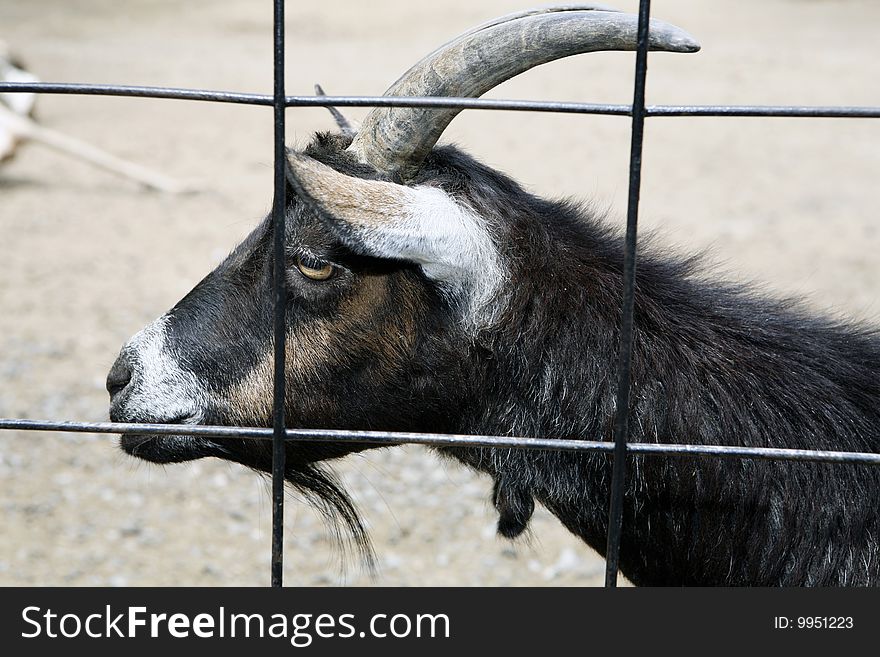 Mountain goat with horns in a cage