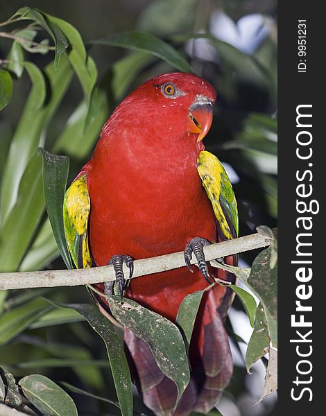 A red parrot perched on green branch. A red parrot perched on green branch