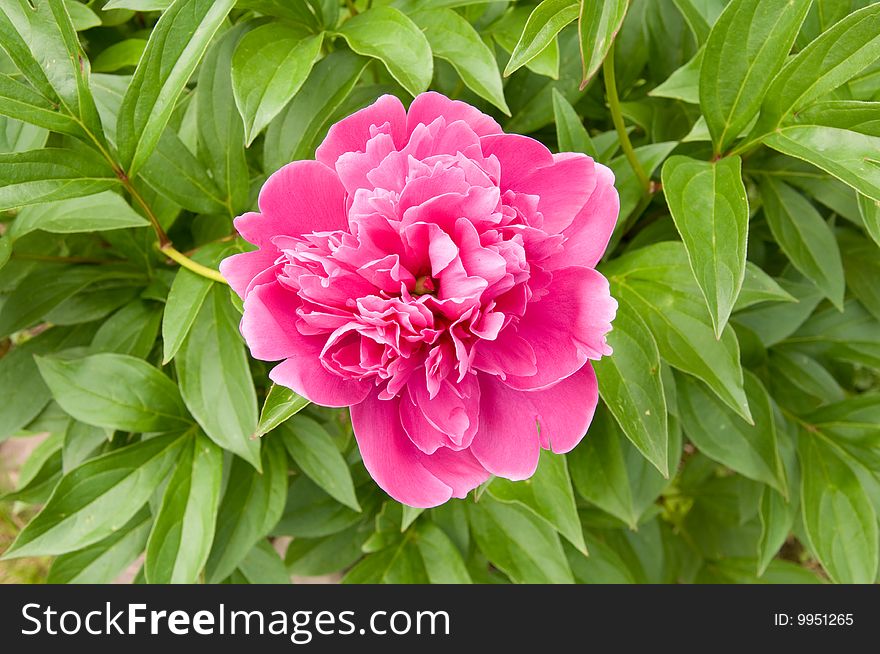 Beautiful peony flower in the garden