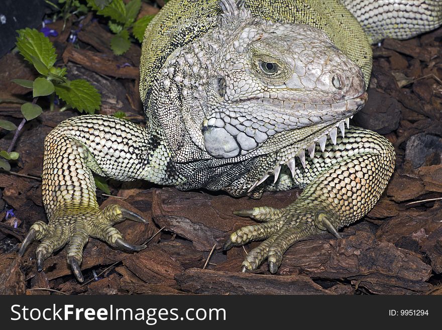 The green iguana is a lizard native to tropical areas of Central and South America and the Caribbean.