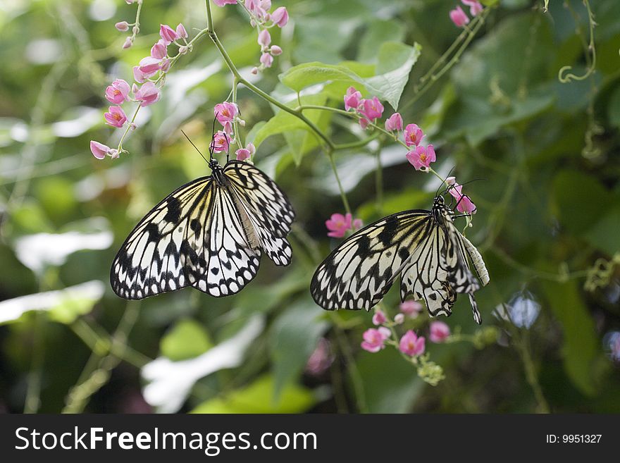 A rice paper butterfly on pink flowers