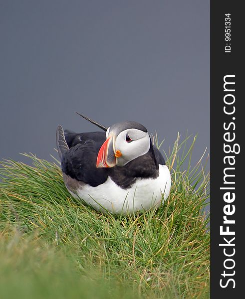 Puffin youngster on a grass covered cliff in Iceland. Puffin youngster on a grass covered cliff in Iceland