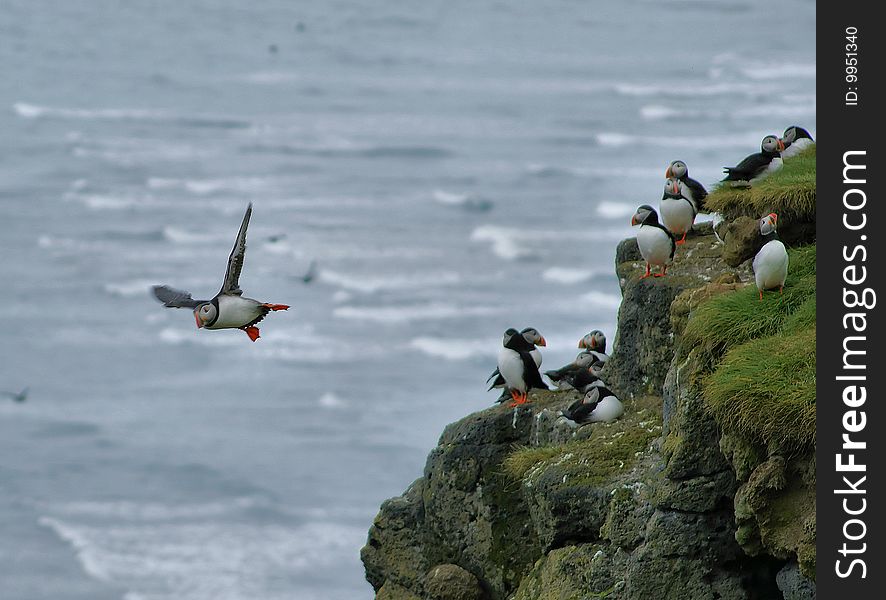 Flying Puffin In Iceland