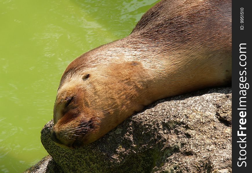 South american sealion resting by water in ZOO