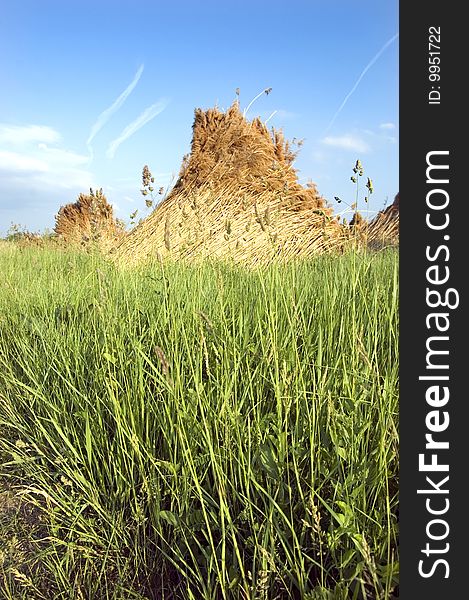 Mass of reed with blue sky bankground