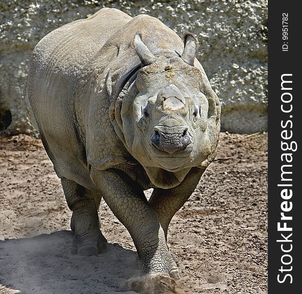 Great indian rhinoceros 3