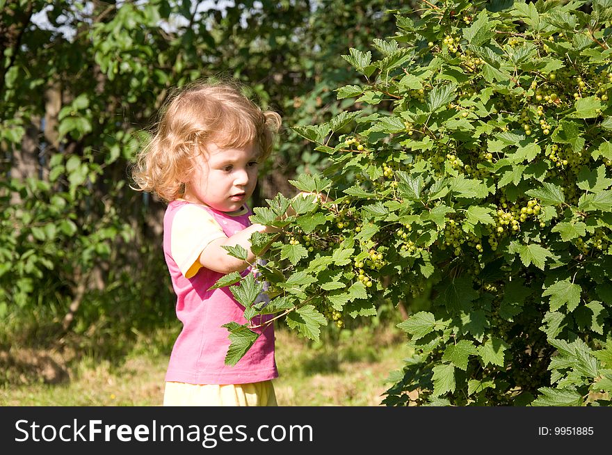 Little girl gathering currants in the garden