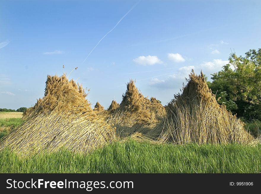 Mass of reed with blue sky bankground