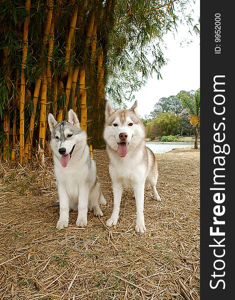 Two pure breed siberian husky dogs sitting down next to each other. Two pure breed siberian husky dogs sitting down next to each other