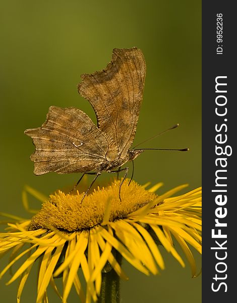 Butterfly Feeding On Yellow Flower