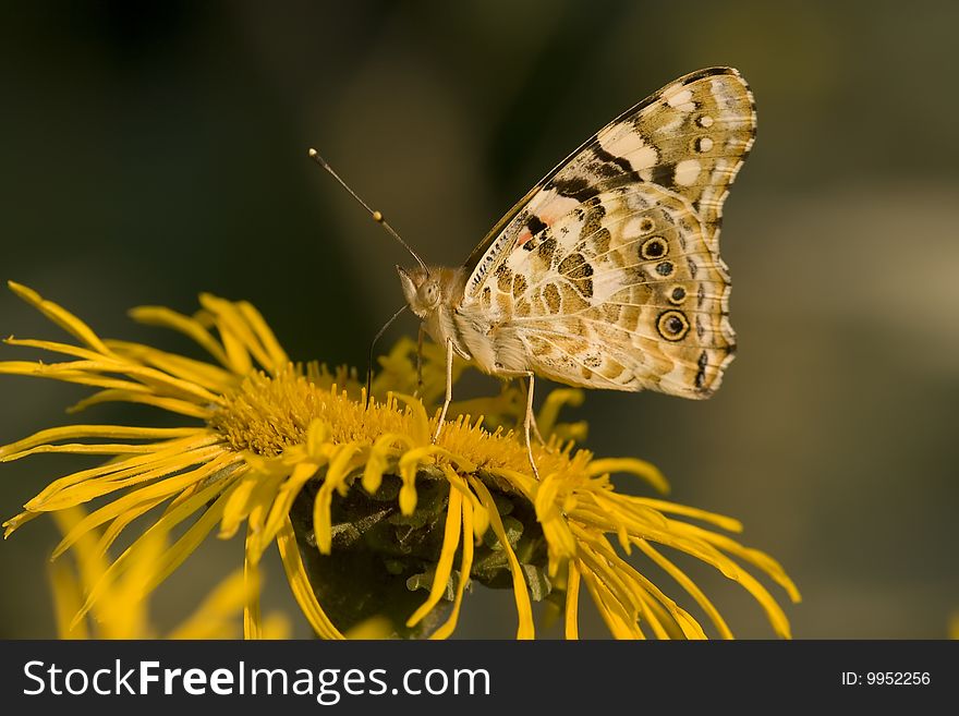 Butterfly Feeding On Yellow Flower