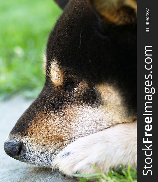 Dark Shiba Inu dog resting