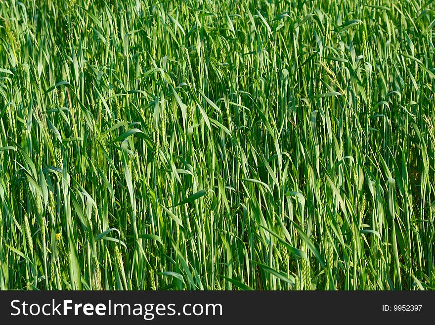 Green ear wheat as background