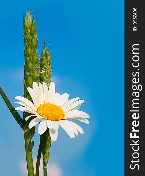 Camomile and ears of wheat against the sky