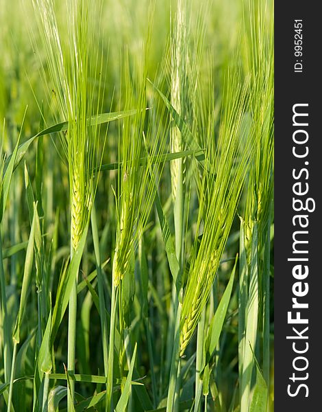 Green ear wheat in sunny day