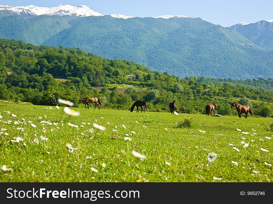 On a meadow with camomiles horses against high mountains are grazed