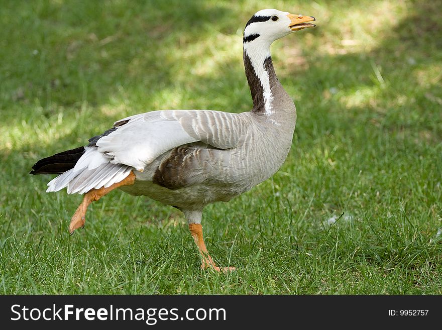 Goose on the green grass .