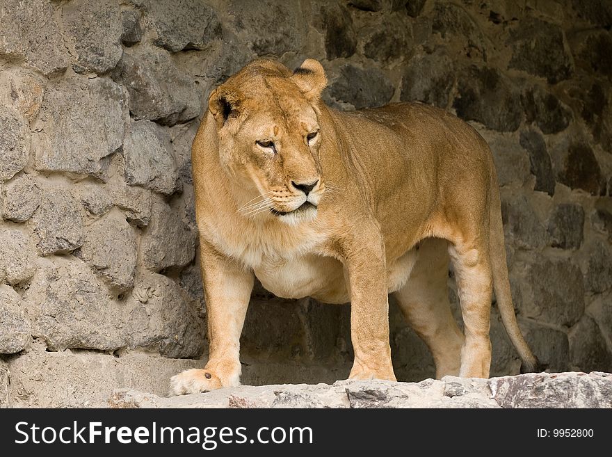 Female african lion in a zoo