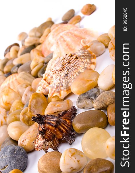 Sea shells and pebble beach collection